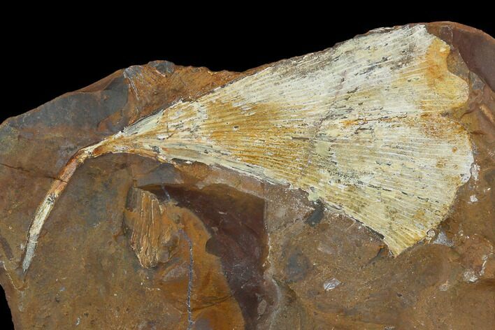 Fossil Ginkgo Leaf From North Dakota - Paleocene #130430